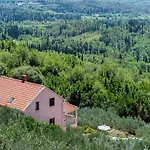 Oliva